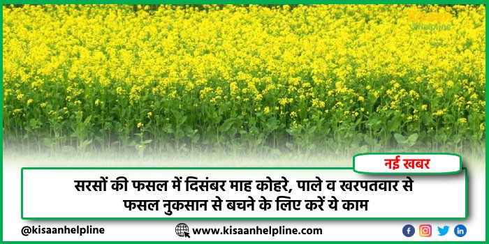 सरसों की फसल में दिसंबर माह में कोहरे, पाले व खरपतवार से फसल नुकसान से बचने के लिए करें ये काम